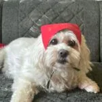 božićna bandana