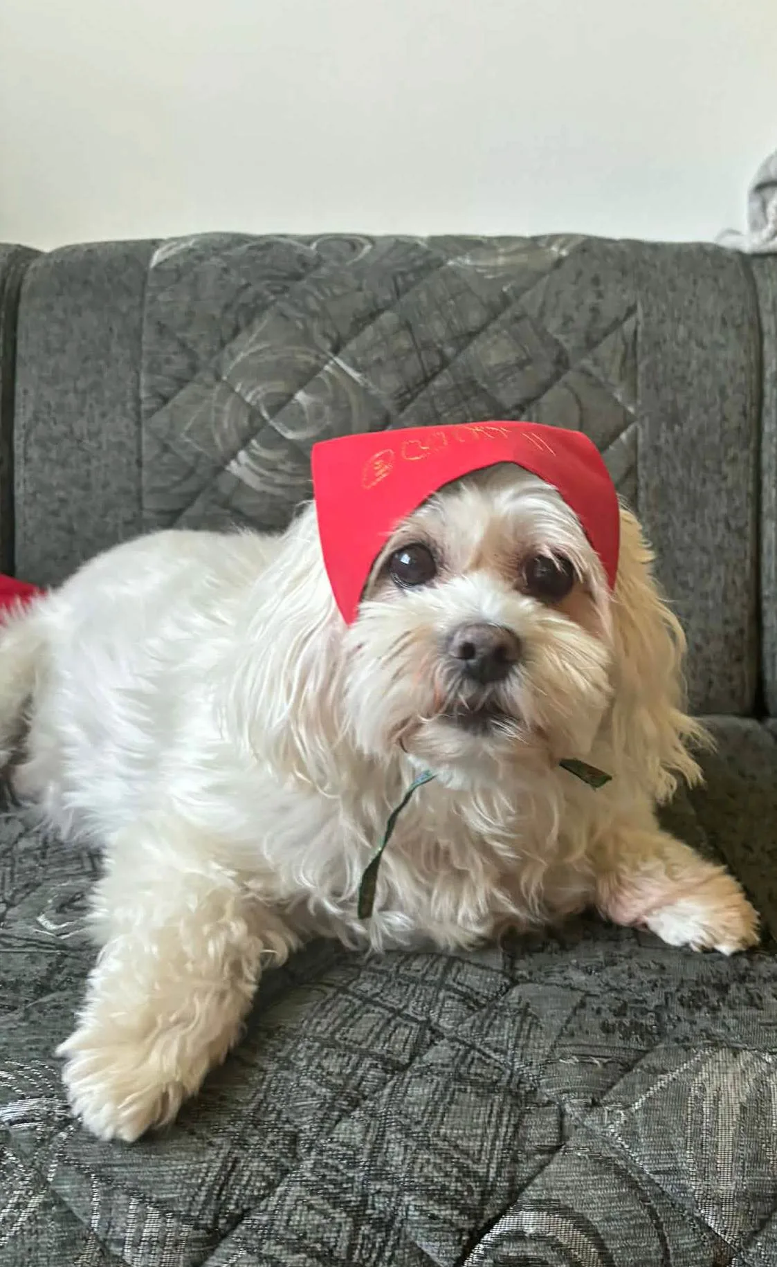 božićna bandana