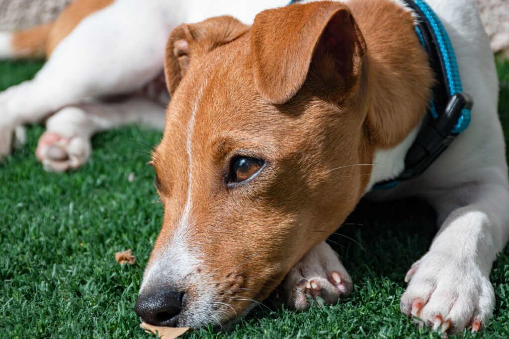 jack russell